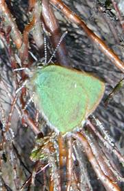 green hairstreak on heather