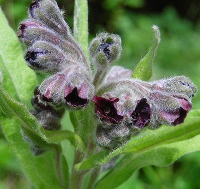 houndstongue Cynoglossum officinale