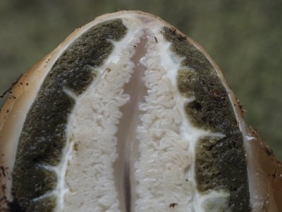 Stinkhorn 'egg' detail