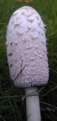 Young Inkcap