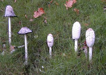 Group of inkcaps
