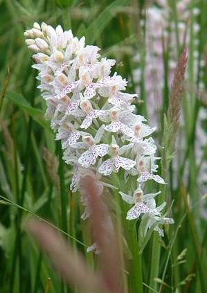 Common spotted orchid Dactylorhiza fuchsii