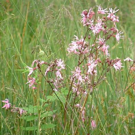 Ragged Robin Lychnis flos-cuculi