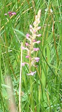 Fragrant orchid Gymnadenia conopsea