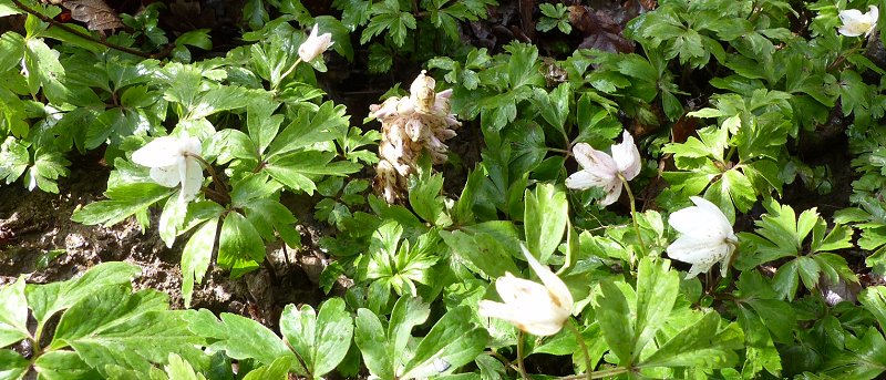 Toothwort Lathrea squamaria