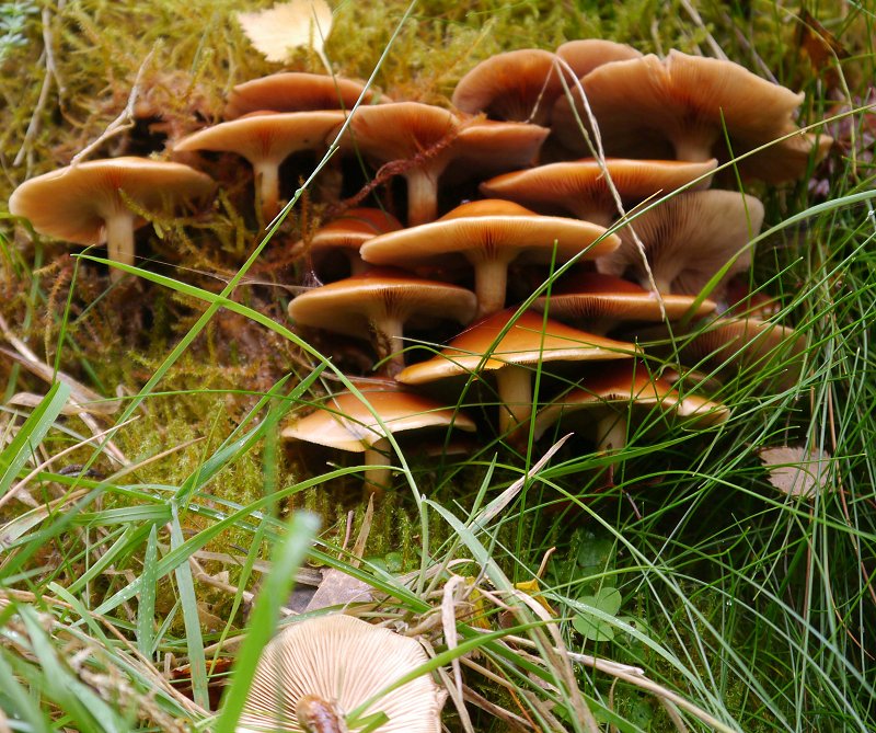 Kuehneromyces mutabilis Sheathed Woodtuft