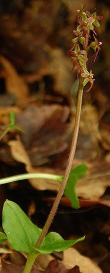 lesser twayblade Listera cordata