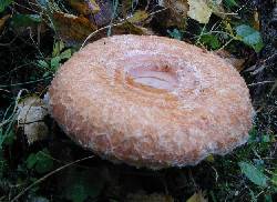 Lactarius torminosus