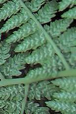 Lady Fern spores