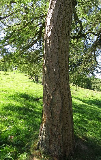 Larch trunk with insect holes