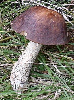 birch bolete Leccinum scabrum