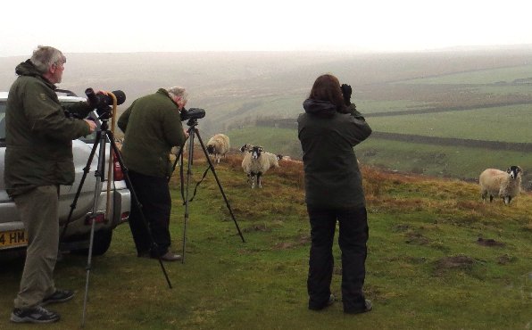 looking for grouse