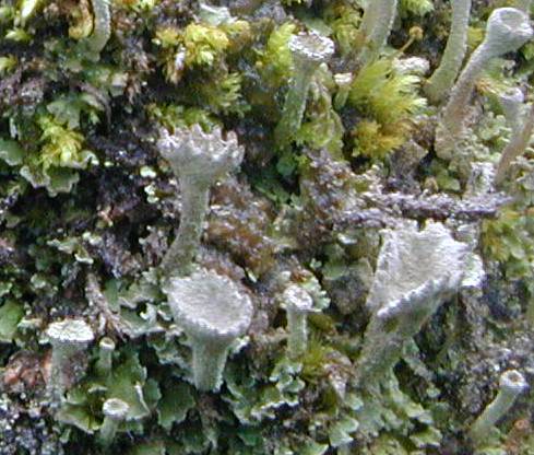 Cladonia lichen detail