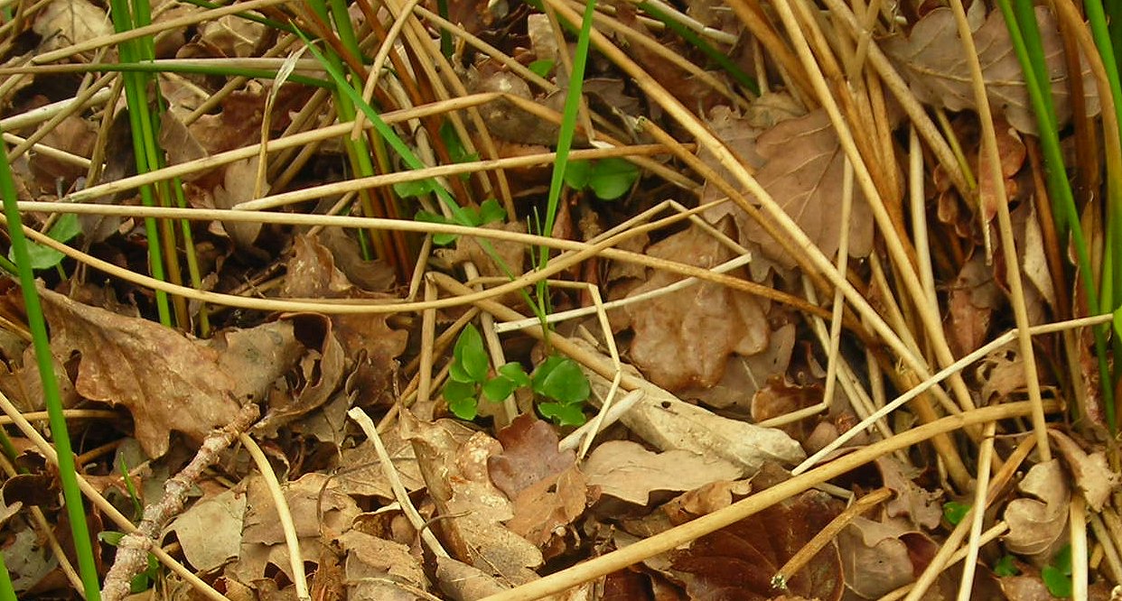 lesser twayblade Listera cordata leaves