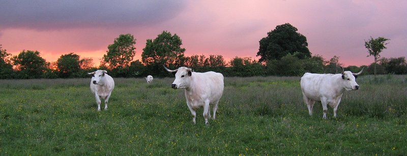 Sunset with cows