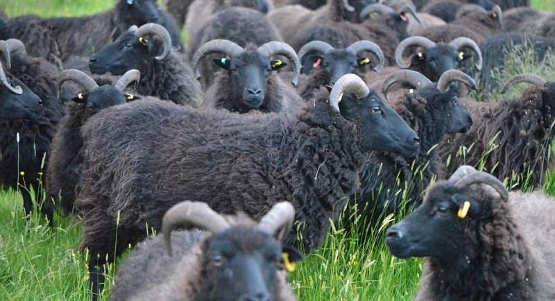 Hebridean sheep