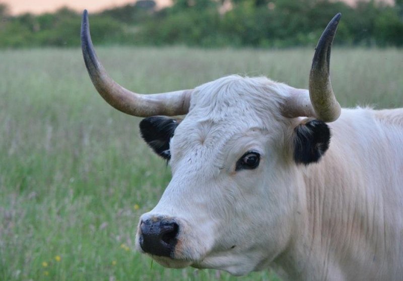 White Parl cow