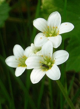 meadow saxifrage Saxifraga granulata