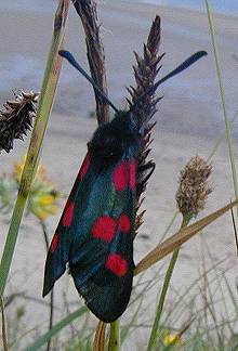 Zygaena lonicerae moth