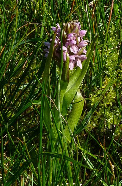 early marsh orchid Dactylorchis incarnata