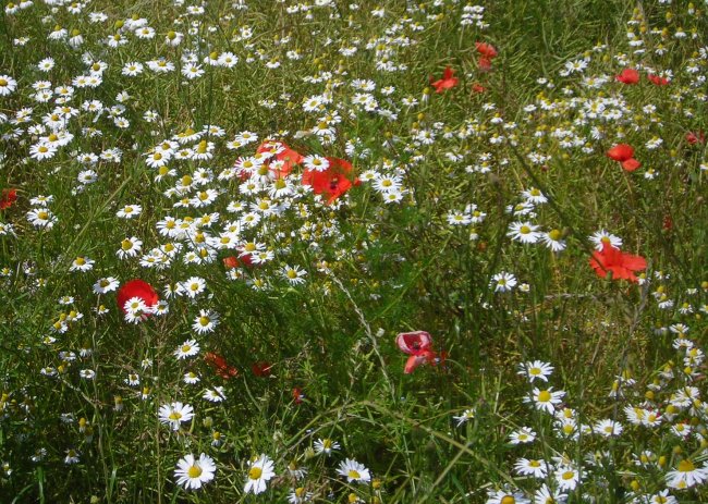 mayweed and poppies