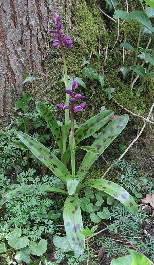 Eaarly purple orchid Irchis mascula