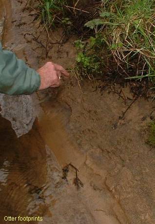 otter footprints