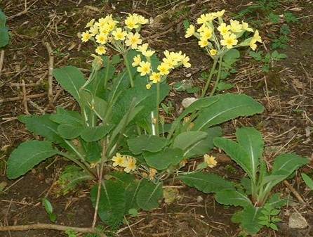 False oxlip Primula x polyantha