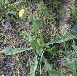 prickly oxtongue Picris echioides