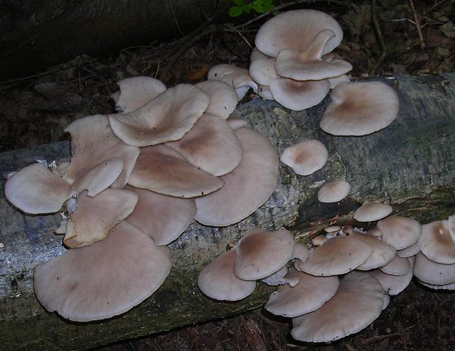 probably oyster mushroom Pleurotus ostreatyus on dead log