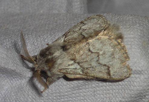 pale eggar moth