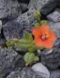 scarlet pimpernel, Anagallis arvensis