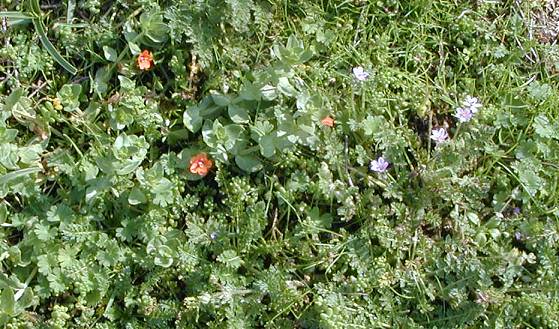 scarlet pimpernel and storksbill (Anagallis arvensis and Erodium cicutarium)