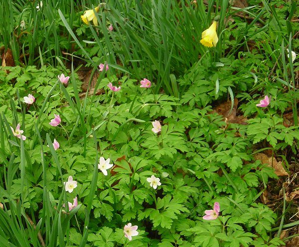 Wood anemones (pink) Anemone nemorosa