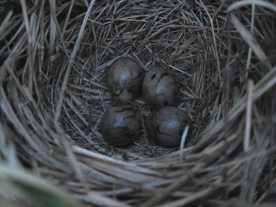 nest of tree pipit Anthus trivialis