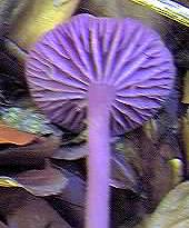 Purple fungus