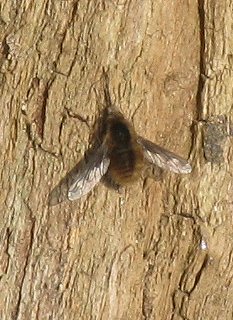 Bee-fly Bombylius major