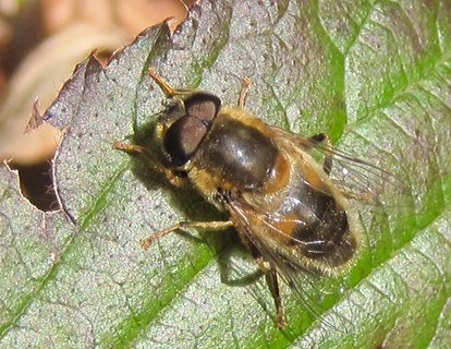 Hoverfly Eristalis sp.