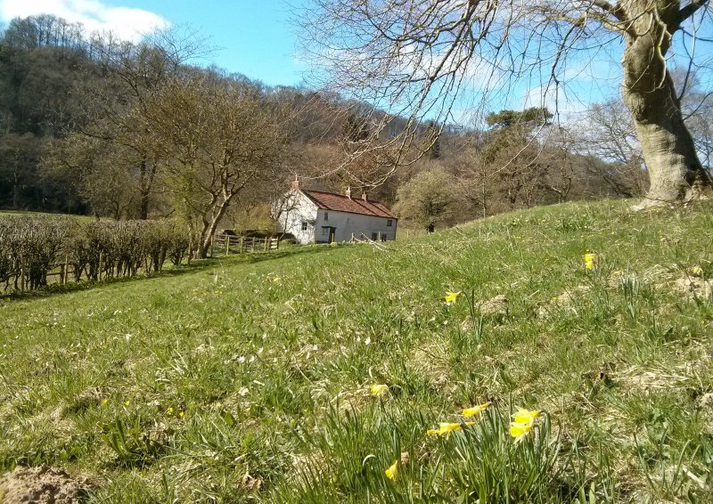 Nitholm cottage with wild daffodils