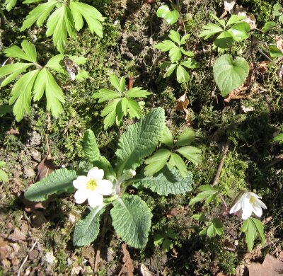 Primrose and Wood Anemone Primula vulgaris and Anemone nemorosa