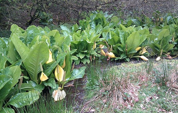 skunk cabbage Lysichiton americanus