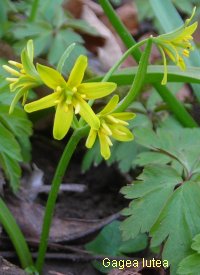 Yellow Star of Bethlehem Gagea lutea