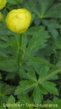 Globeflower Trollius europaeus