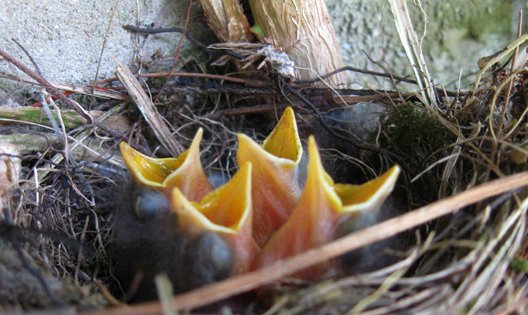 spotted flycatcher nest
