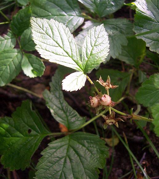 Stone bramble plant Rubus saxatilis