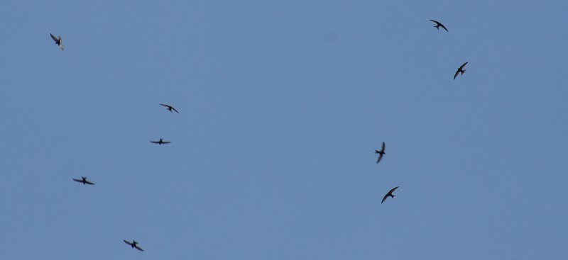 flying swifts