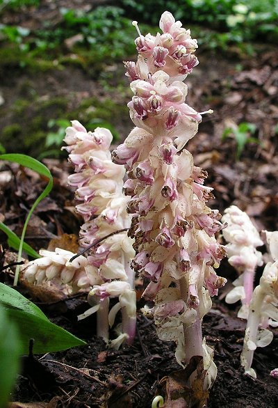 Toothwort Lathrea squamaria