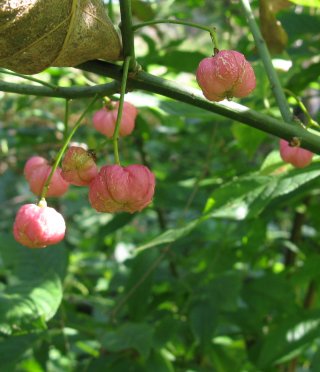 Spindle fruits Euoonymus sp.