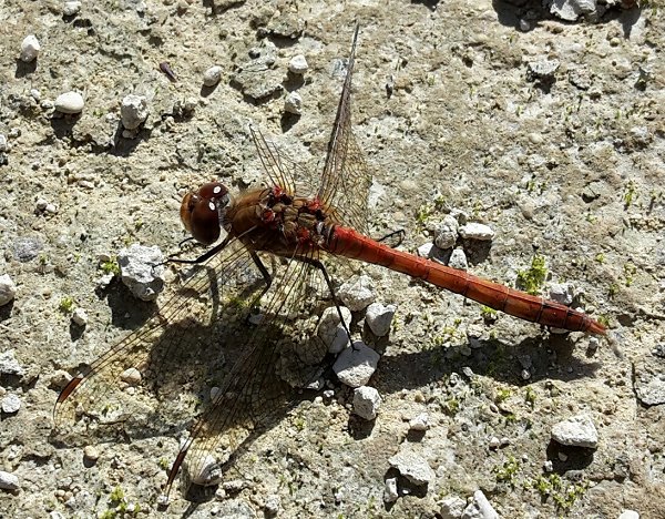 Common darter dragonfly Sympetrum striolatum