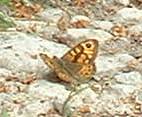 Wall brown butterfly